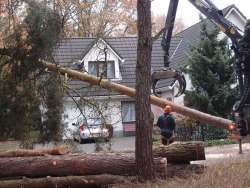 boom rooien Woerden